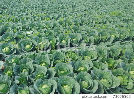large fresh green cabbages are arranged in rows in the field before harvest 73036563