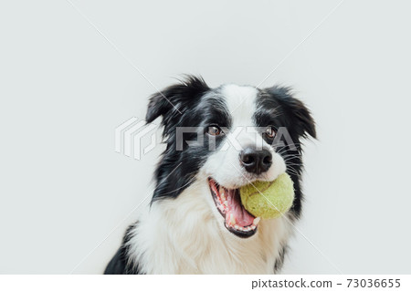 Funny portrait of cute puppy dog border collie holding toy ball in mouth isolated on white background. Purebred pet dog with tennis ball wants to playing with owner. Pet activity and animals concept. Funny portrait of cute puppy dog border collie holding toy ball in mouth isolated on white background. Purebred pet dog with tennis ball wants to playing with owner. Pet activity and animals concept. 73036655