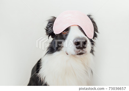 Do not disturb me, let me sleep. Funny cute smiling puppy dog border collie with sleeping eye mask isolated on white background. Rest, good night, siesta, insomnia, relaxation, tired, travel concept. 73036657