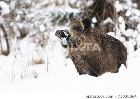 Wild boar sniffing on snow in winter nature 73036664