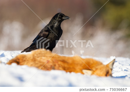 Common raven standing next to prey in wintertime nature 73036667