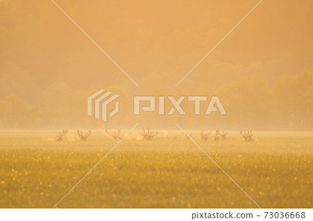 Red deer herd standing on field in orange morning mist Red deer herd standing on field in orange morning mist 73036668