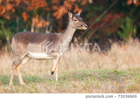 Fallow deer female standing on field in autumn nature Fallow deer female standing on field in autumn nature 73036669