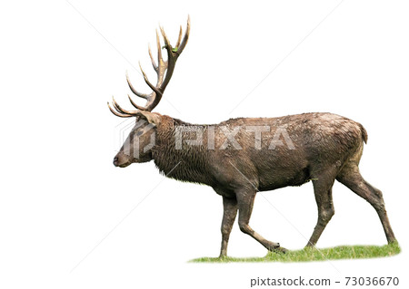 Majestic red deer walking on grass isolated on white background Majestic red deer walking on grass isolated on white background 73036670