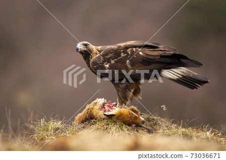 Golden eagle standing on dead prey in autumn nature Golden eagle standing on dead prey in autumn nature 73036671