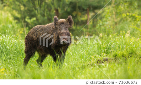 Alert wild boar looking into camera on green meadow in spring nature 73036672
