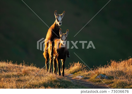Young tatra chamois mating on grass in autumn sunset Young tatra chamois mating on grass in autumn sunset 73036676