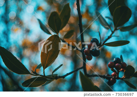 prunus spinosa fruits on a small sunlit branch prunus spinosa fruits on a small sunlit branch 73036697