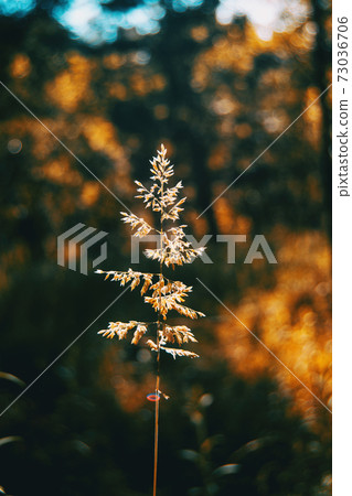 Agrostis silhouette illuminated by sunlight Agrostis silhouette illuminated by sunlight 73036706