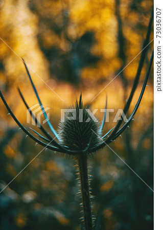 Dipsacus fullonum dried flower Dipsacus fullonum dried flower 73036707