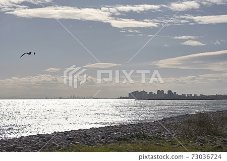 Beach with buildings in the background and seagull 73036724