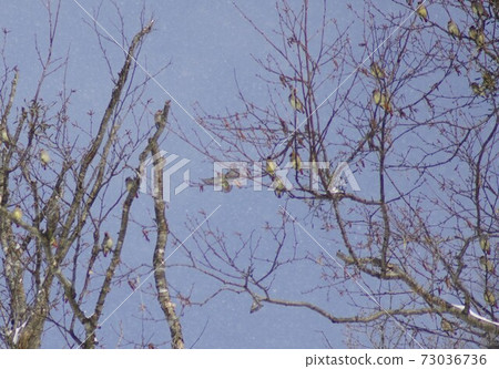 Birds flock 73036736