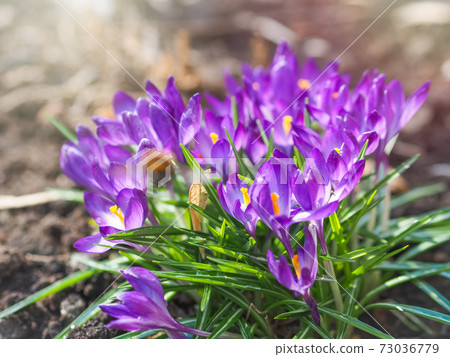 Purple primroses with green leaves on bare ground. 73036779