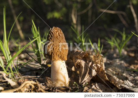 Morel - morchella, edible mushroom. Spring grass. Verpa bohemica Morel - morchella, edible mushroom. Spring grass. Verpa bohemica 73037000