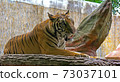 A tiger lies on a stone resting near a rock 73037101
