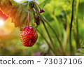 strawberry growing. The sun breaks through the foliage 73037106