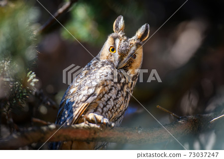 Owl sit in a tree and looking on the the camera 73037247