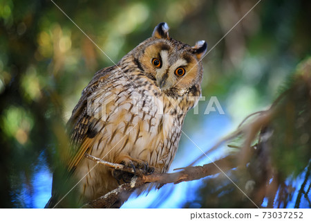 Owl sit in a tree and looking on the the camera 73037252