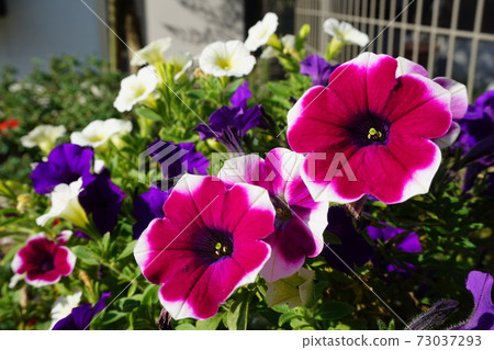 花園裡的紅色花朵 花園裡的紅色花朵 73037293