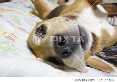 Rumble at home Rumble at home 73037305