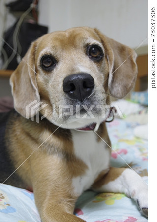 Rumble at home 73037306