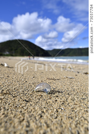 Portuguese man-of-war drifting on the sandy beach of Amami Oshima 73037784