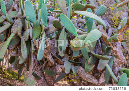 Prickly Pear Cactus grows in Cyprus. Opuntia,... - Stock Photo [73038256] -  PIXTA