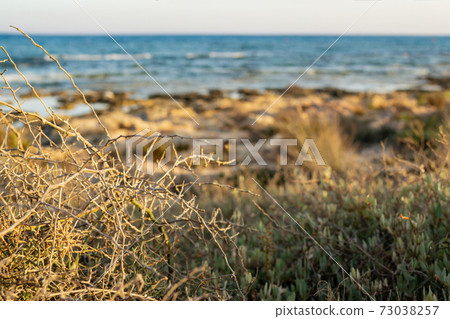 Dry bush in Ayia Napa coast in Cyprus 73038257