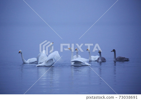 清晨湖的天鵝 73038691