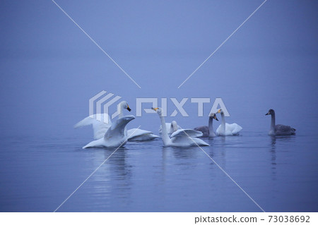 Swan of Lake Kussharo in the early morning 73038692
