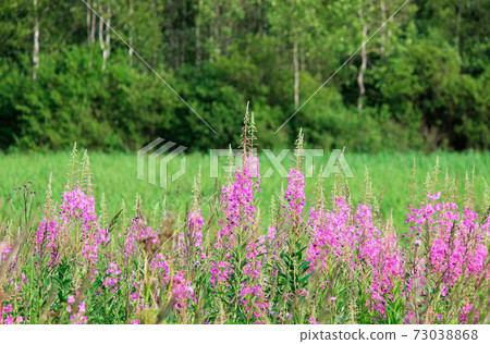 Foggy morning in the mountain forest. Thickets of flowering willow-herb. 73038868