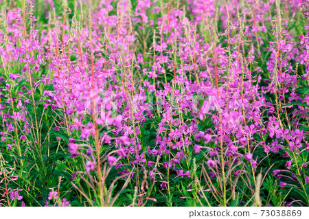 Foggy morning in the mountain forest. Thickets of flowering willow-herb. 73038869