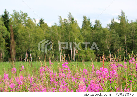 Foggy morning in the mountain forest. Thickets of flowering willow-herb. 73038870
