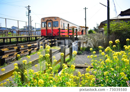 小湊鐵路車輛和油菜開花 73039380