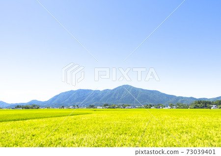 Inaho and Mt. Yahiko seen from the city of Nishikan Ward, Niigata City (August) 73039401