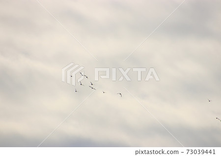 一群鳥在多雲的天空中飛翔 73039441