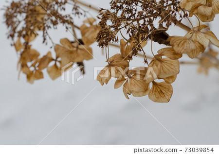枯萎的花 73039854