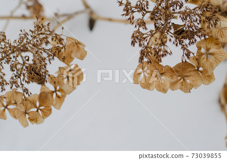 Withered Flowers Withered Flowers 73039855