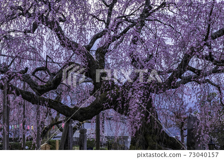 Nagano Prefecture Asa no Sato Stage Cherry Blossoms 73040157