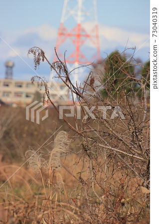 Winter thickets (Toyama City, Toyama Prefecture) Winter thickets (Toyama City, Toyama Prefecture) 73040319