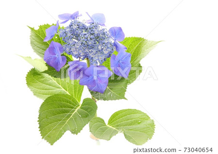 Blue hydrangea gaku hydrangea white background 73040654