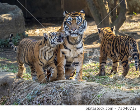 蘇門答臘虎媽媽和小弟弟 73040712