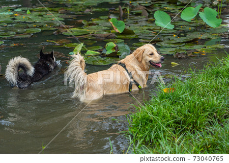 Golden retriever and husky dog swimming in the lake 73040765