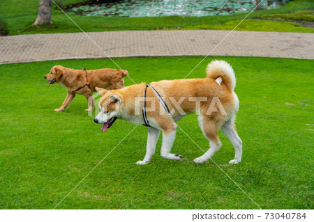 Akita shiba dog and golden retriever dog walking on grass field 73040784