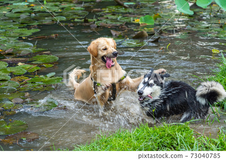 Golden retriever and Siberian husky having dog fighting under water 73040785