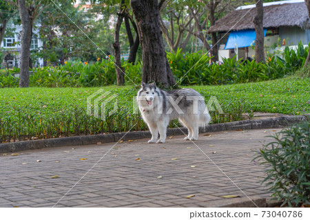 Lovely Alaskan malamute dog standing in the park 73040786