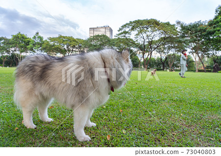 Cute Alaskan malamute dog looking at other dog in the park 73040803