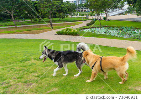 Adorable golden retriever and husky dog walking in the park 73040911