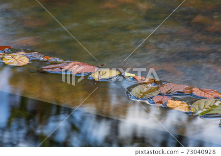 Dead leaves caught on the edge of the pond Dead leaves caught on the edge of the pond 73040928