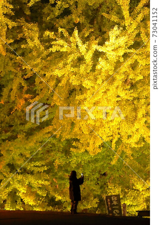 Japan's largest ginkgo tree in Aomori 73041152